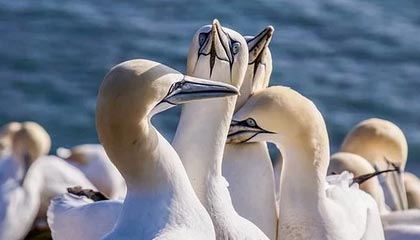 开云官方-巴列卡诺客场抢分成功，击败对手，巴列卡诺升级